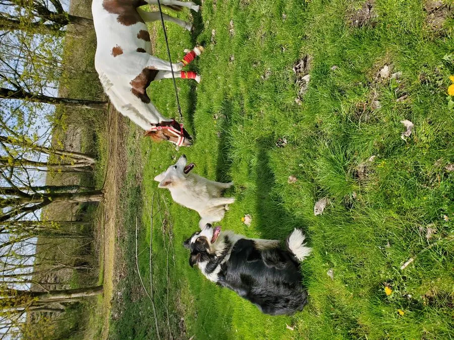 Chiens plein air