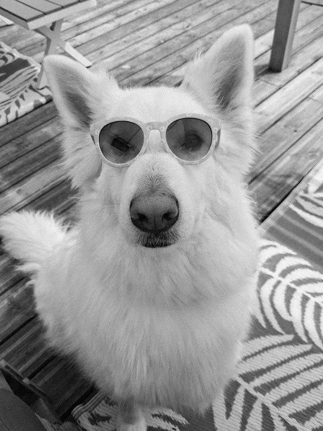 Spitz lunettes